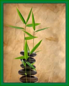 Jiva Ayurveda Clinic Jiva Ayurveda Clinic